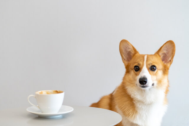 A corgi sat at a table in a cafe with a mug of coffee on the table
