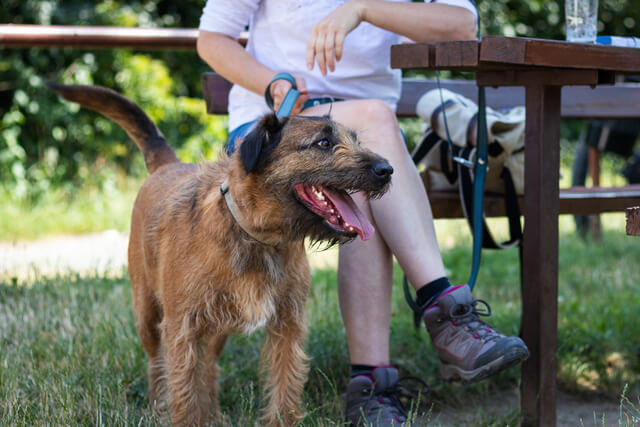 A dog and their owner in the beer garden of a pub