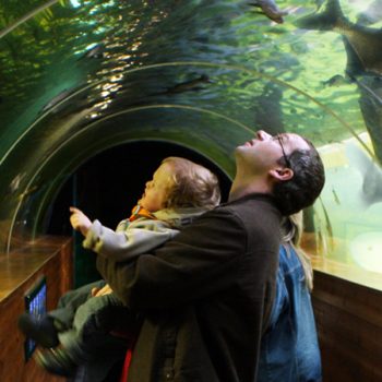 Under the Aquarium
