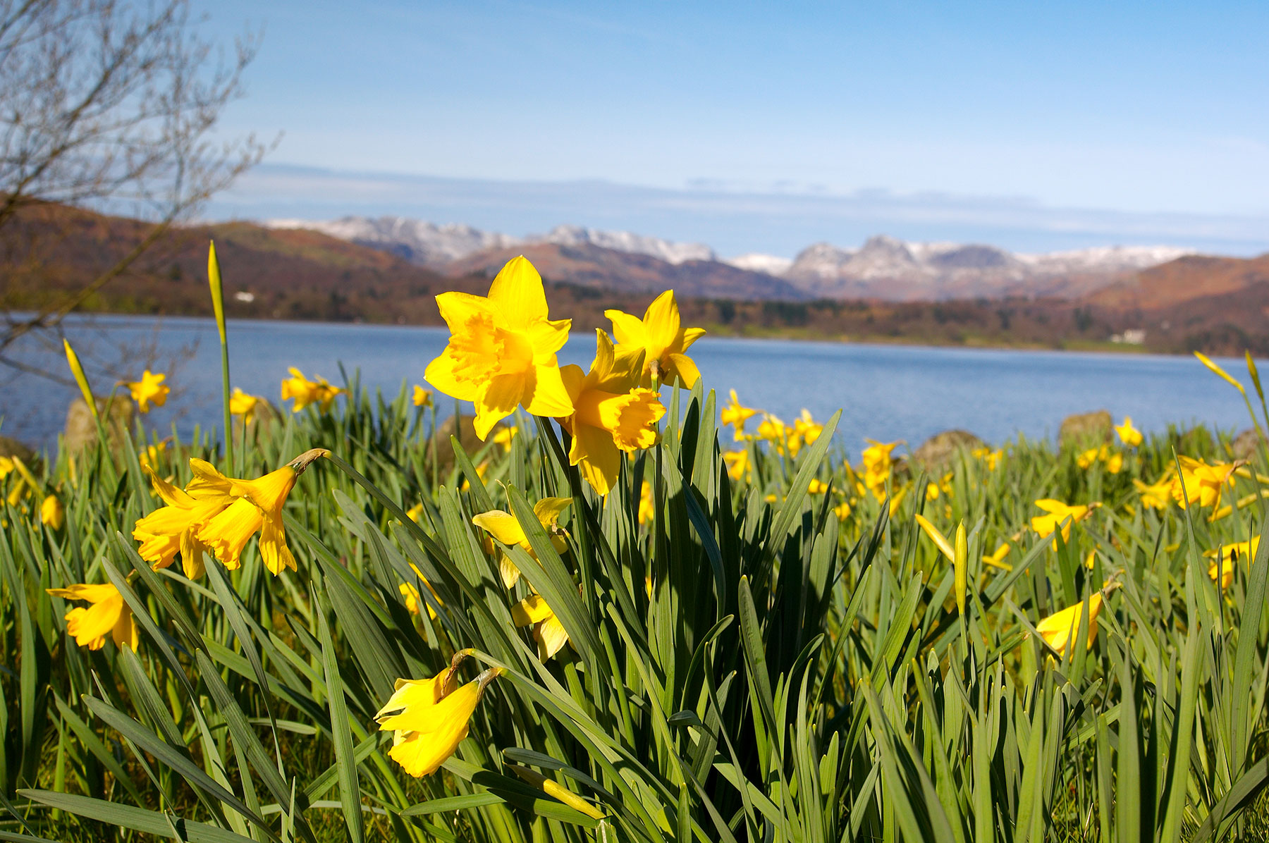 Daffodil field