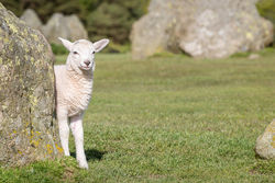 Sheep hiding behind rock