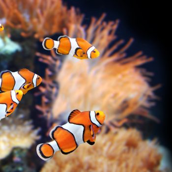 Clown fish at aquarium