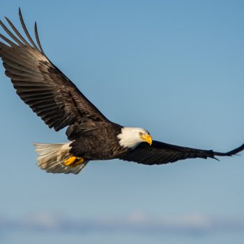 Eagle flying above Wildlife Park