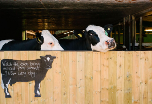 Cows at Low Sizergh Barn