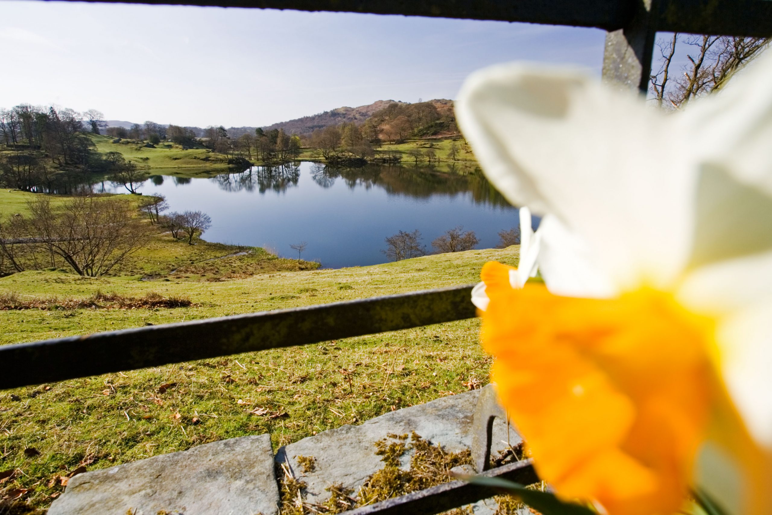 Flower and lake