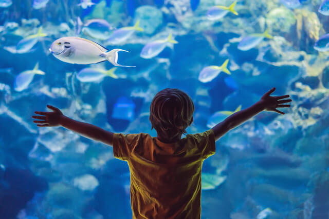 A young boy amazed by the fish at an aquarium