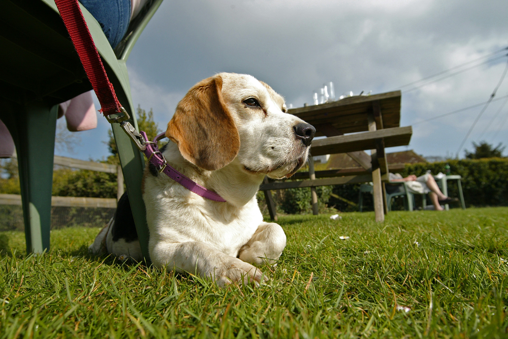 Dog lying down in beer garden