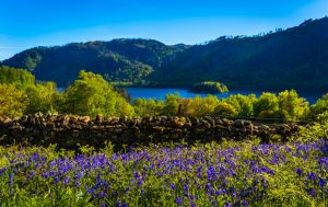 Bluebells