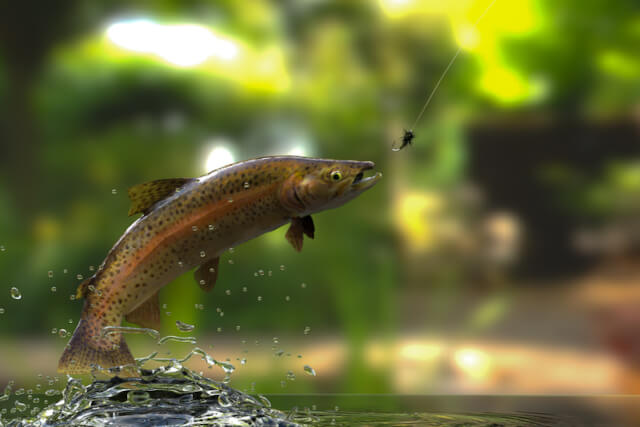 A trout jumping out of the water