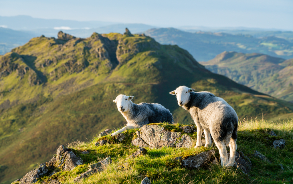 Herdwick Sheep