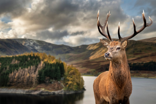 Red Deer stag at Haweswater
