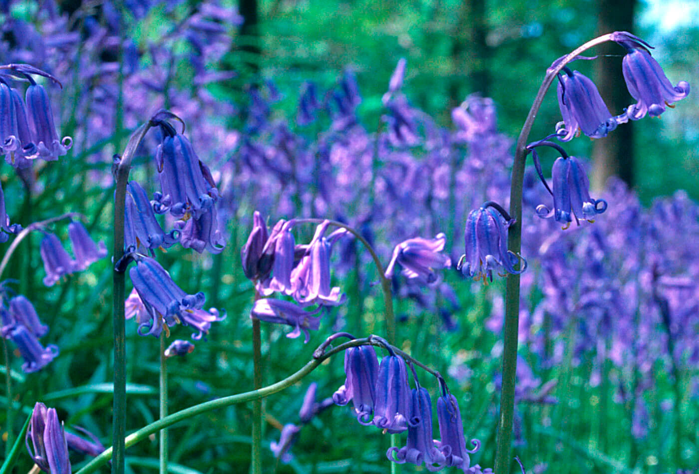 Blue Bells in Ruskin's wood at Brantwood, Coniston