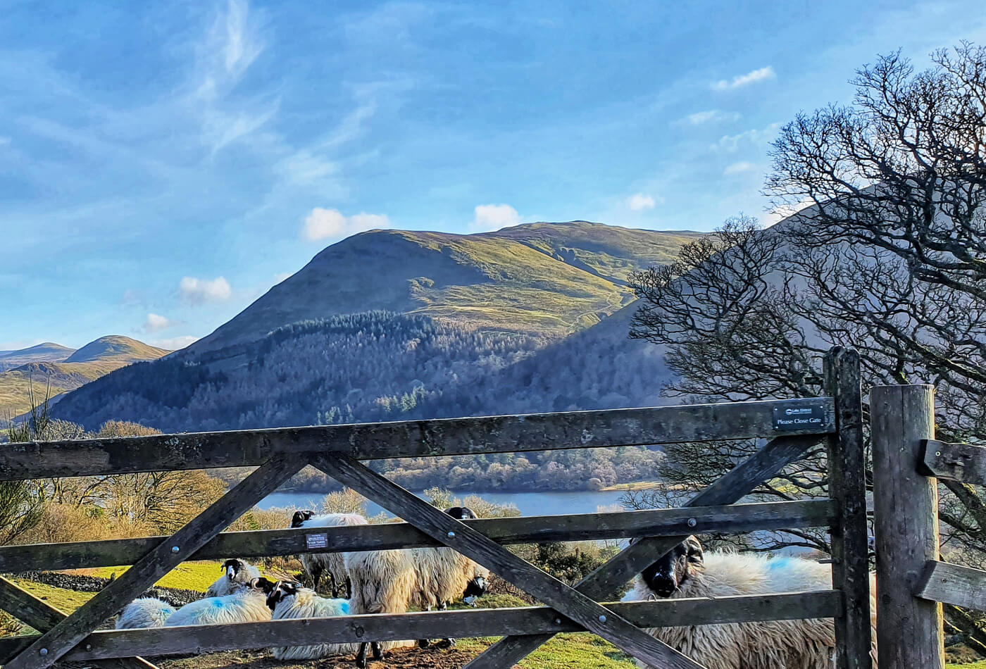 A gate with sheep and mountains in the background in the Lake District