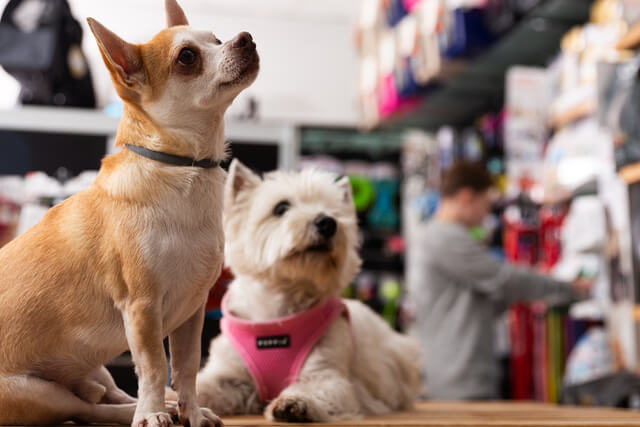 Two dogs sitting on the floor of a pet shop