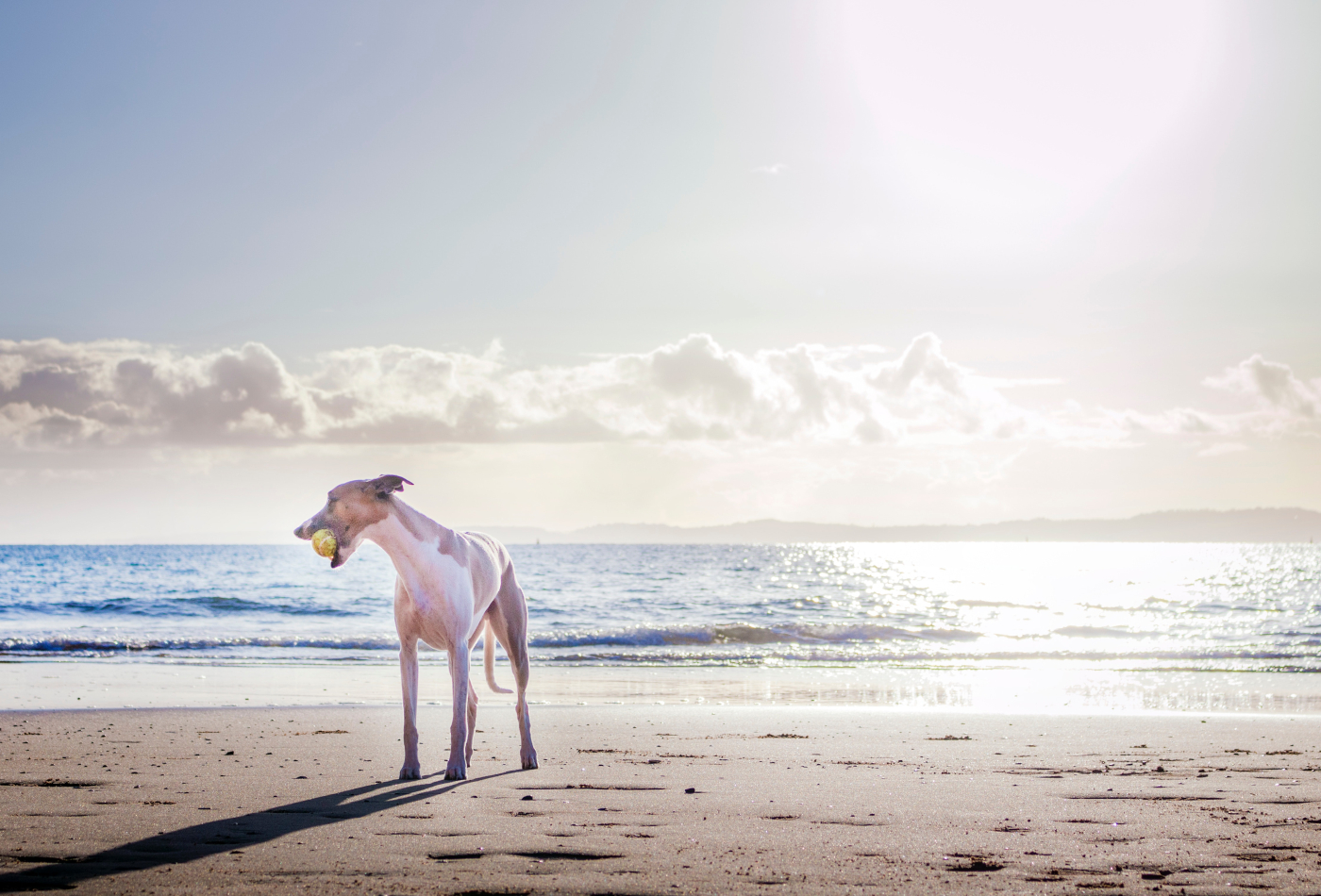A dog stood on a sunny beach with the sea in the background holding a hall in its mouth