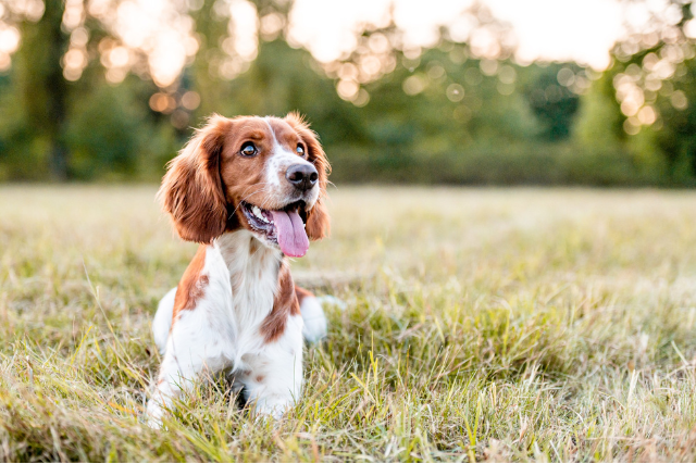 Happy Dog