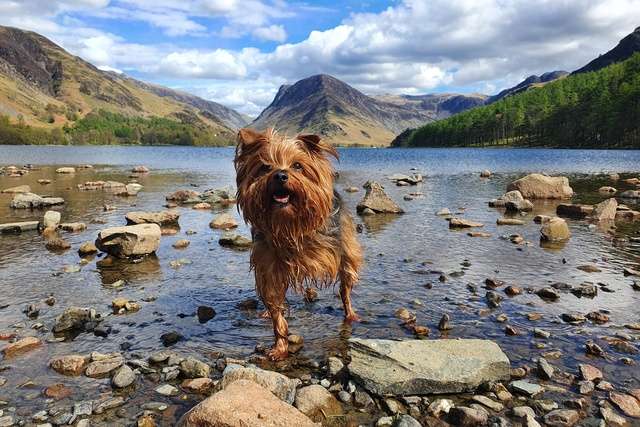 A dog in Buttermere, Cumbria.